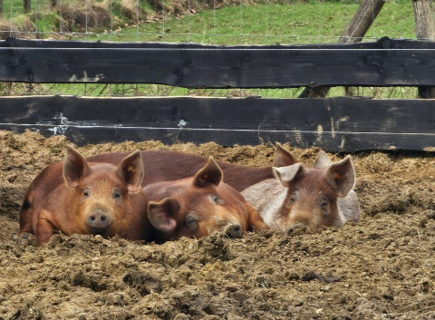 Beleefboerderij Porigine