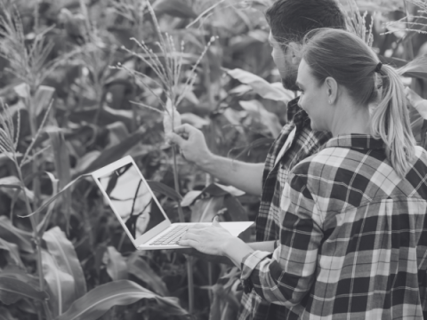 Een jonge vrouw en man staan in een graan veld met een computer, ze bekijken de gewassen.