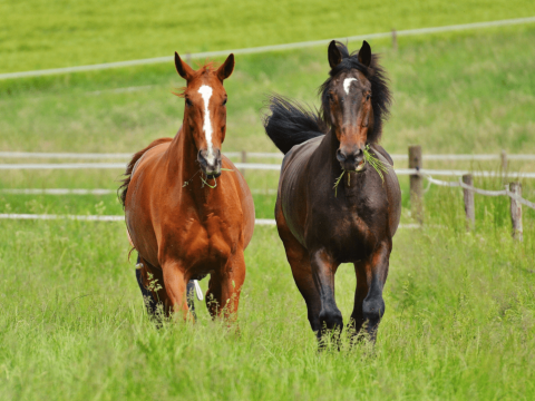 Twee paarden in de weide