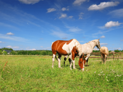 Paarden in de weide