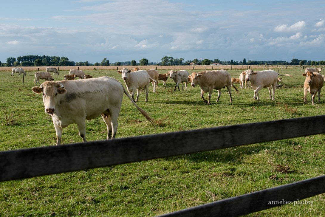 Vleesvee Hoeve Hagebos