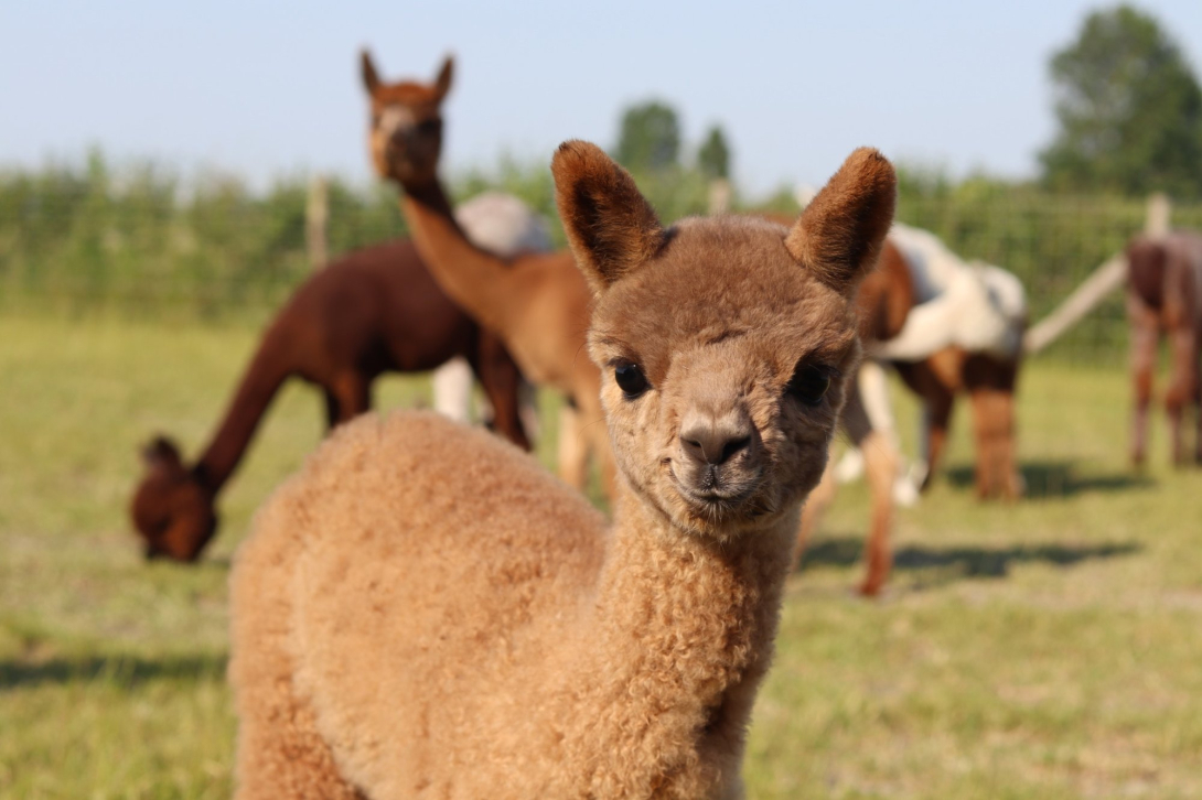 Alpacahof Hagebos