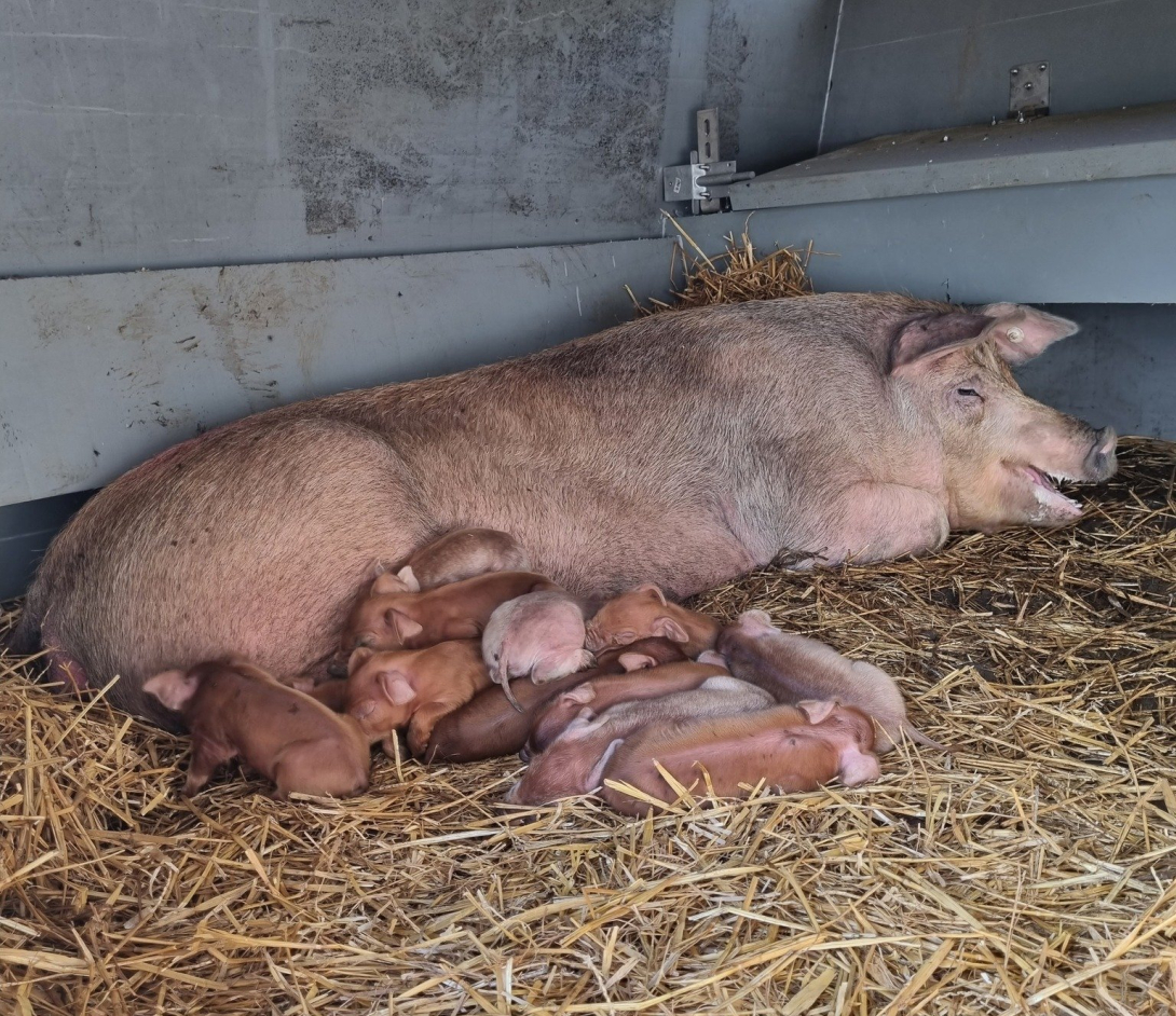 Beleefboerderij Porigine