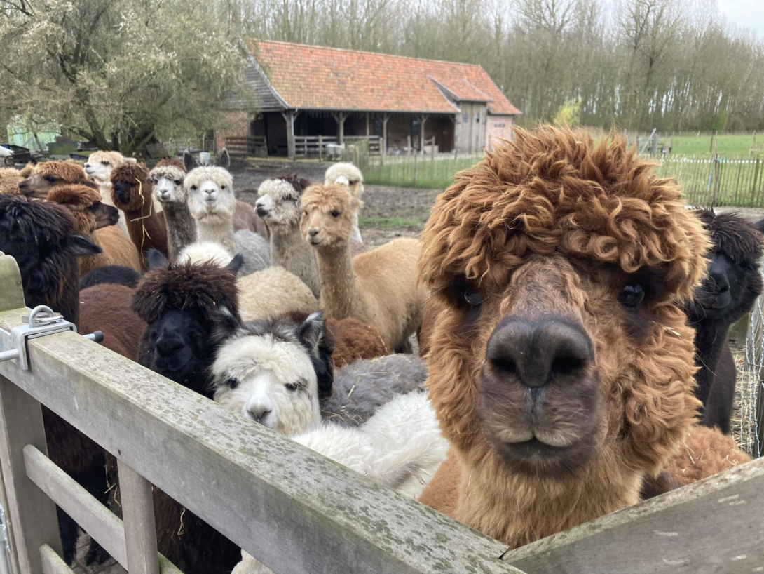 Alpacahof Hagebos