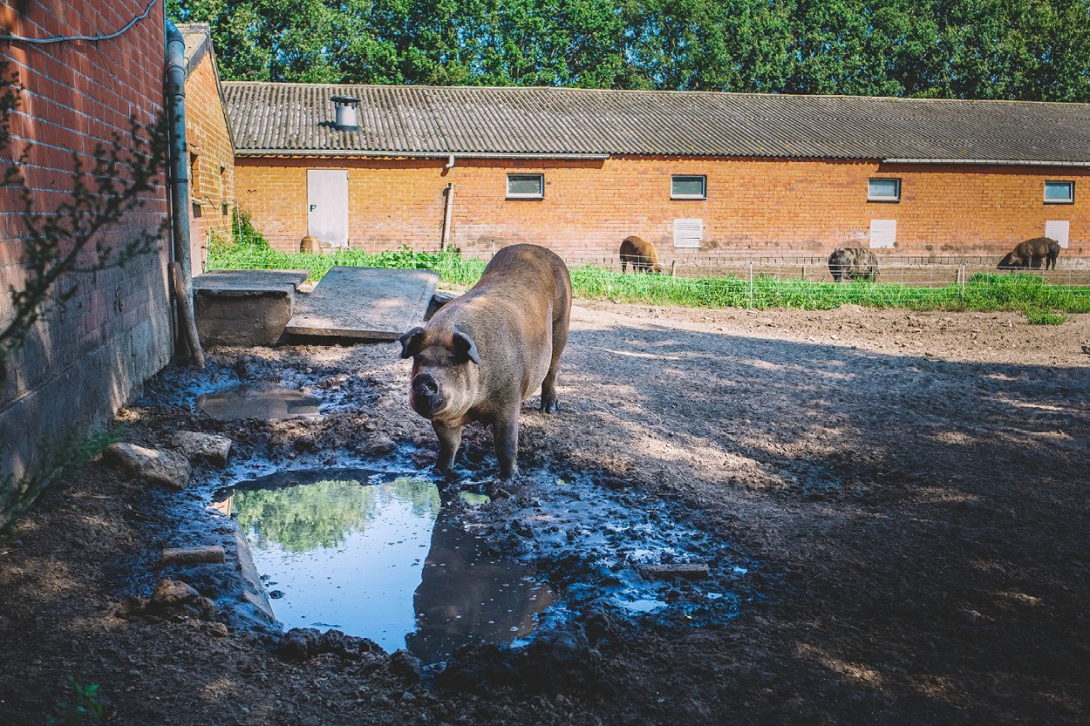 Agro verbreding De Groene Boerderij