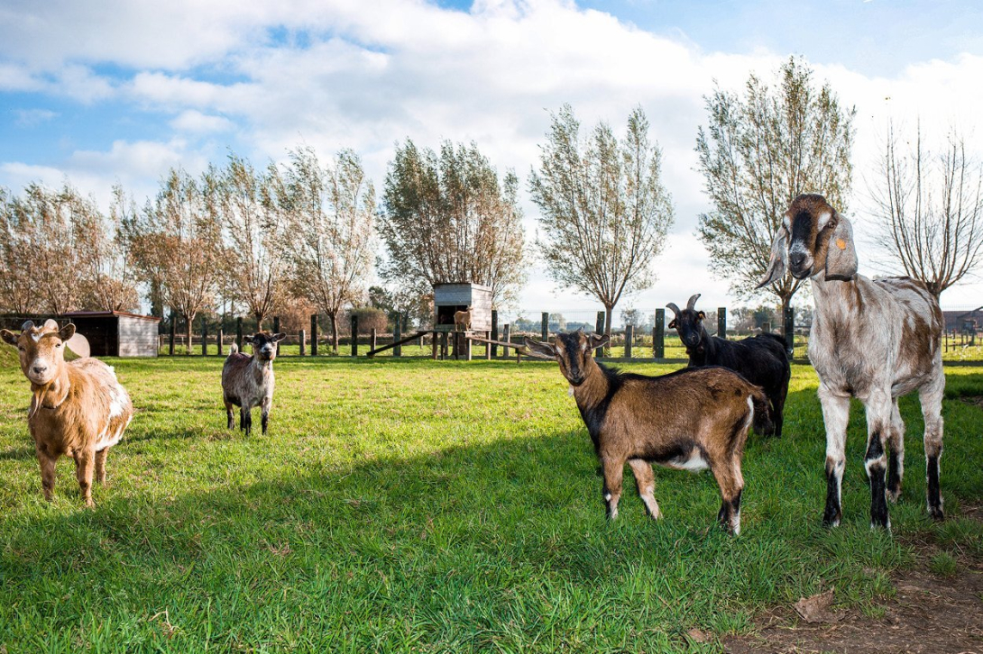 Dierenhotel De Hoeve