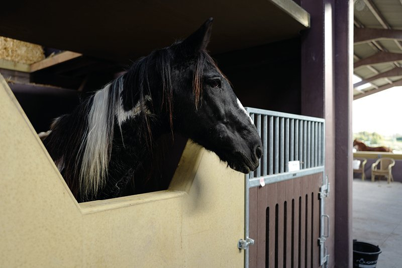 Paardenhouderij Jeffs Valley