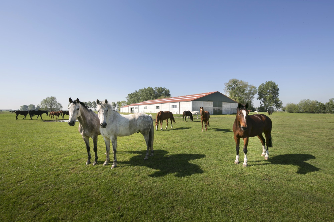 Paardenhouderij Leffinge